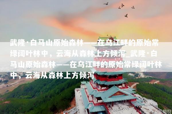 武隆·白马山原始森林——在乌江畔的原始常绿阔叶林中，云海从森林上方倾泻_武隆·白马山原始森林——在乌江畔的原始常绿阔叶林中，云海从森林上方倾泻