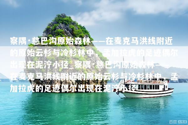 察隅·慈巴沟原始森林——在麦克马洪线附近的原始云杉与冷杉林中，孟加拉虎的足迹偶尔出现在泥泞小径_察隅·慈巴沟原始森林——在麦克马洪线附近的原始云杉与冷杉林中，孟加拉虎的足迹偶尔出现在泥泞小径