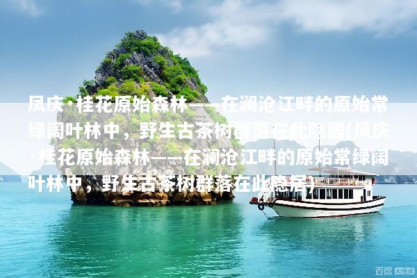 凤庆·桂花原始森林——在澜沧江畔的原始常绿阔叶林中，野生古茶树群落在此隐居(凤庆·桂花原始森林——在澜沧江畔的原始常绿阔叶林中，野生古茶树群落在此隐居)